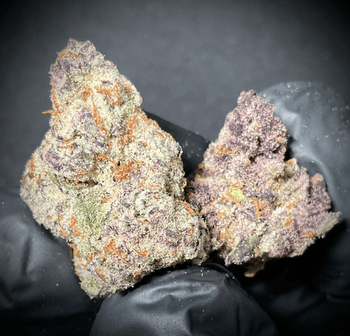Halle Berry (Forbidden Fruit) THCA