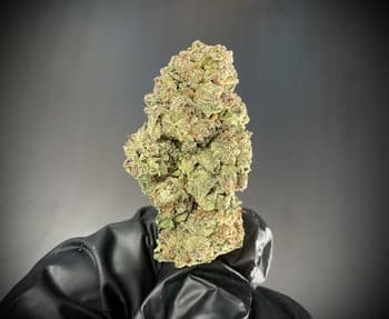 Yellow Cake THCA