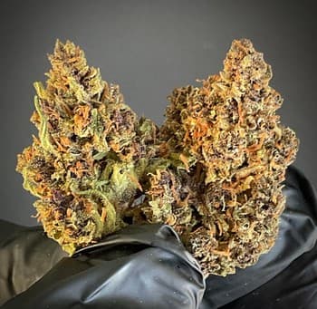 Violet Crown 1:1 (CBD:THCA)