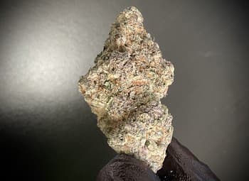 Super Boof Cherry THCA LG05